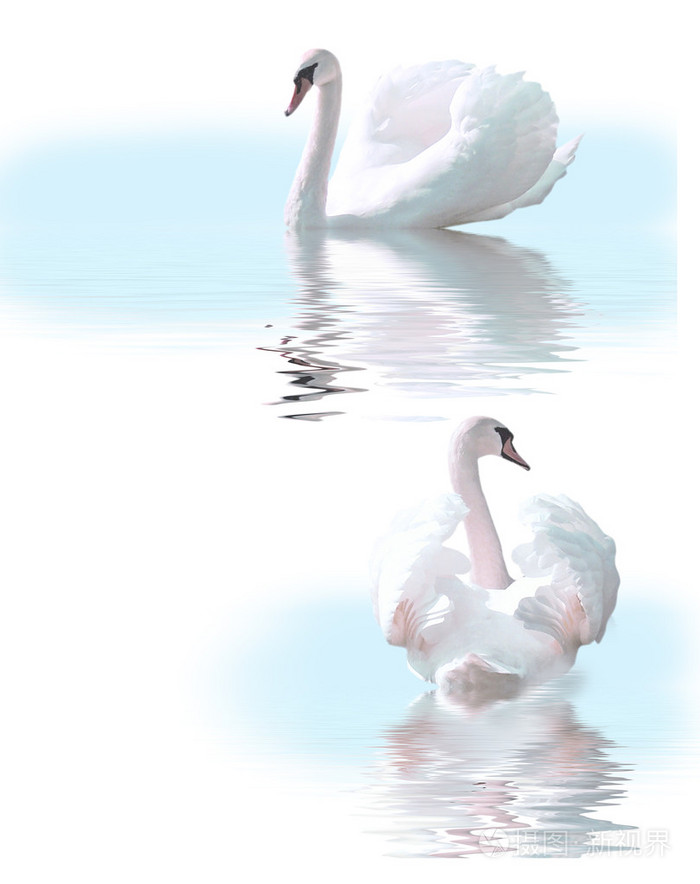 天鹅swan的名词复数