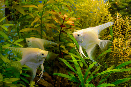 白色观赏鱼绿色自然背景的照片