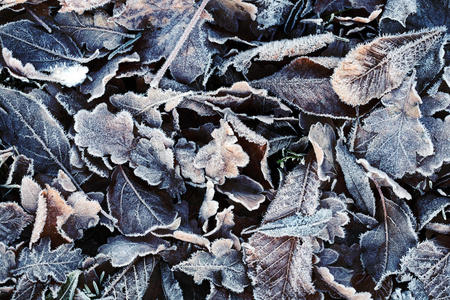 冰冻的叶子图片