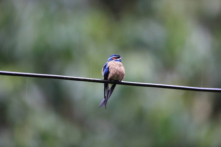 胡茬 treeswift Hemiprocne comata 在马来西亚婆罗洲，沙巴，精选