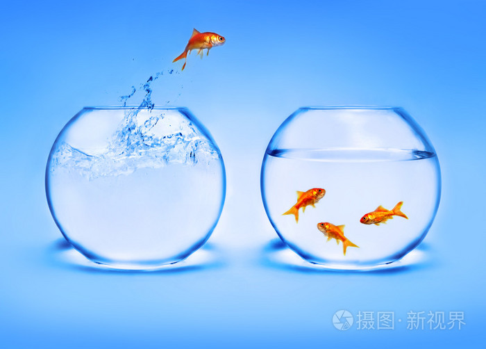 金鱼跳出水面照片 正版商用图片01q91w 摄图新视界 金鱼跳出水面照片 正版商用图片01q91w 摄图新视界