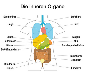 内部器官示意图德国