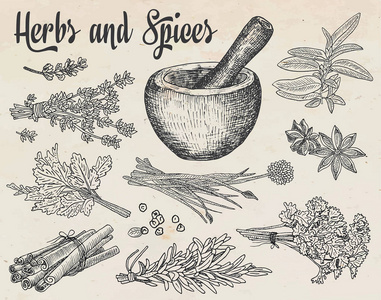 山奈香料漂亮的手绘健康的药草和香料砂浆.香草, 罗勒, 山照片