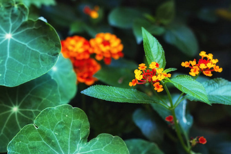 马缨丹和旱金莲植物在花园，选择性焦点