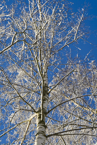 桦树，桦木 birch的名词复数  鞭打用的桦条