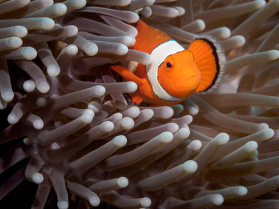 在海葵小丑海葵 fishNemo