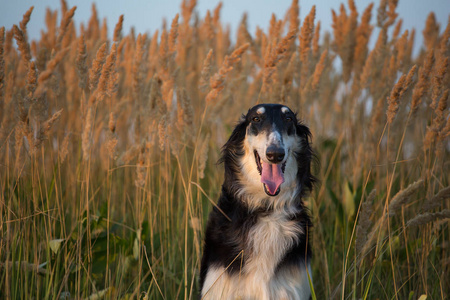 在晚上时间的小穗背景黑色的俄罗斯猎犬的肖像