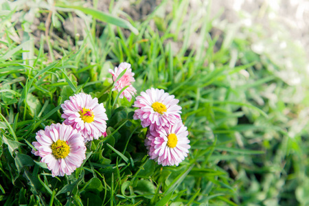 野生洋甘菊花