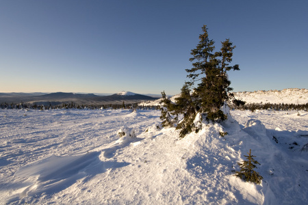 冬天的雪景。俄罗斯的野生自然。