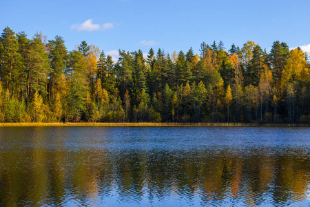 在池塘里，Aegviidu，爱沙尼亚的秋天森林反射。