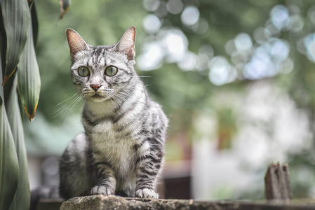 在石围墙花园和树上的猫