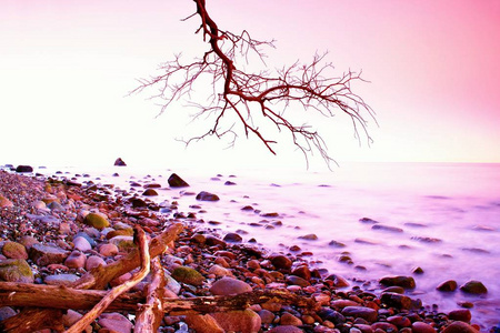 浪漫的早晨。海平面以上的弯曲树，巨石从伸出光滑波。粉红色的地平线