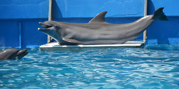 在迈阿密水族馆海豚表演