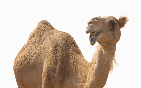 骆驼微笑