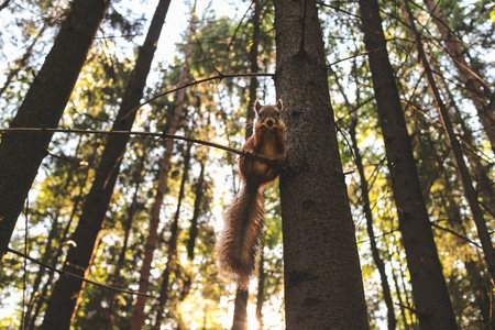 红松鼠在阳光明媚的森林图片