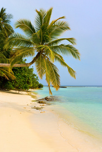 热带海滩弯曲棕榈树