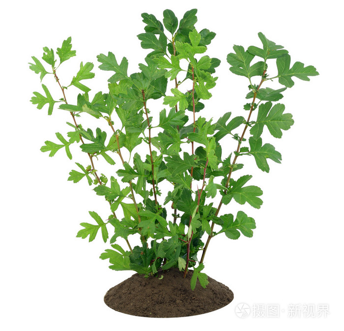 山楂树幼芽