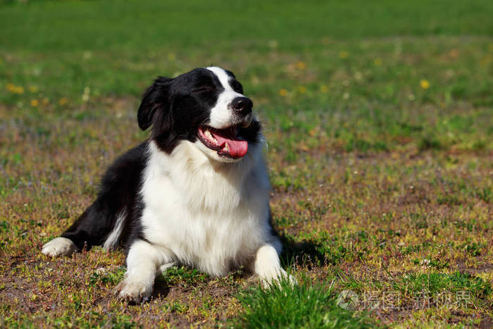 边境牧羊犬的犬种照片 正版商用图片01r0ta 摄图新视界