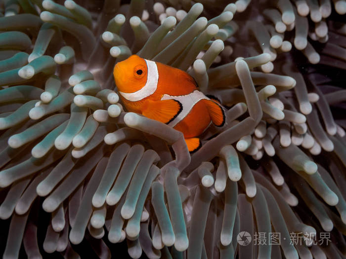 在海葵小丑海葵fishnemo