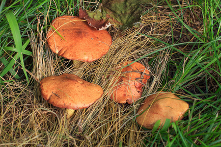 奶油蘑菇在草地上的小树林和叶