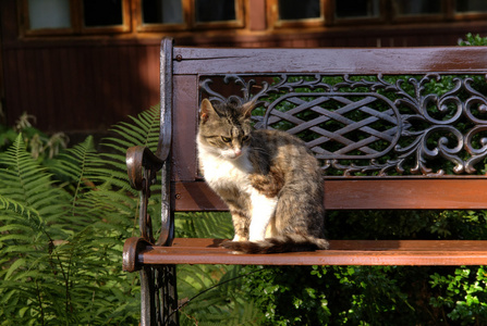 猫在长凳上
