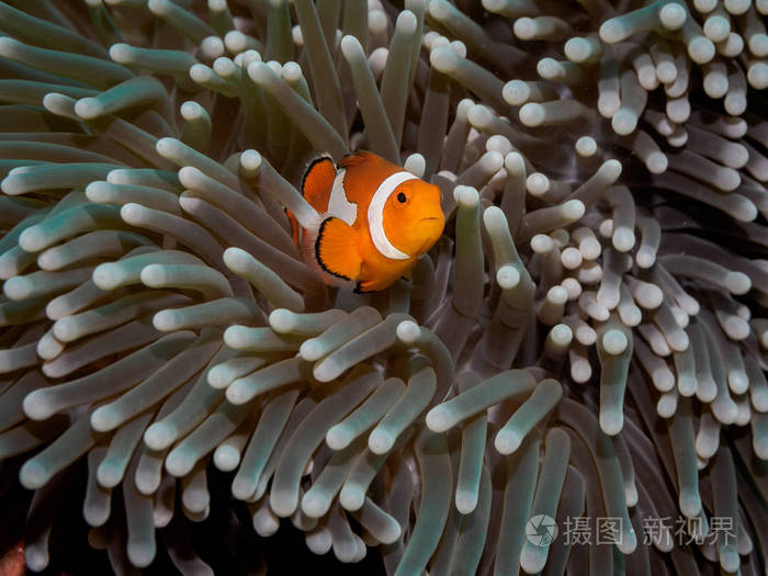 在海葵小丑海葵 fish(nemo)