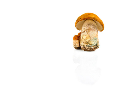 在白色背景上孤立的牛肝菌蘑菇
