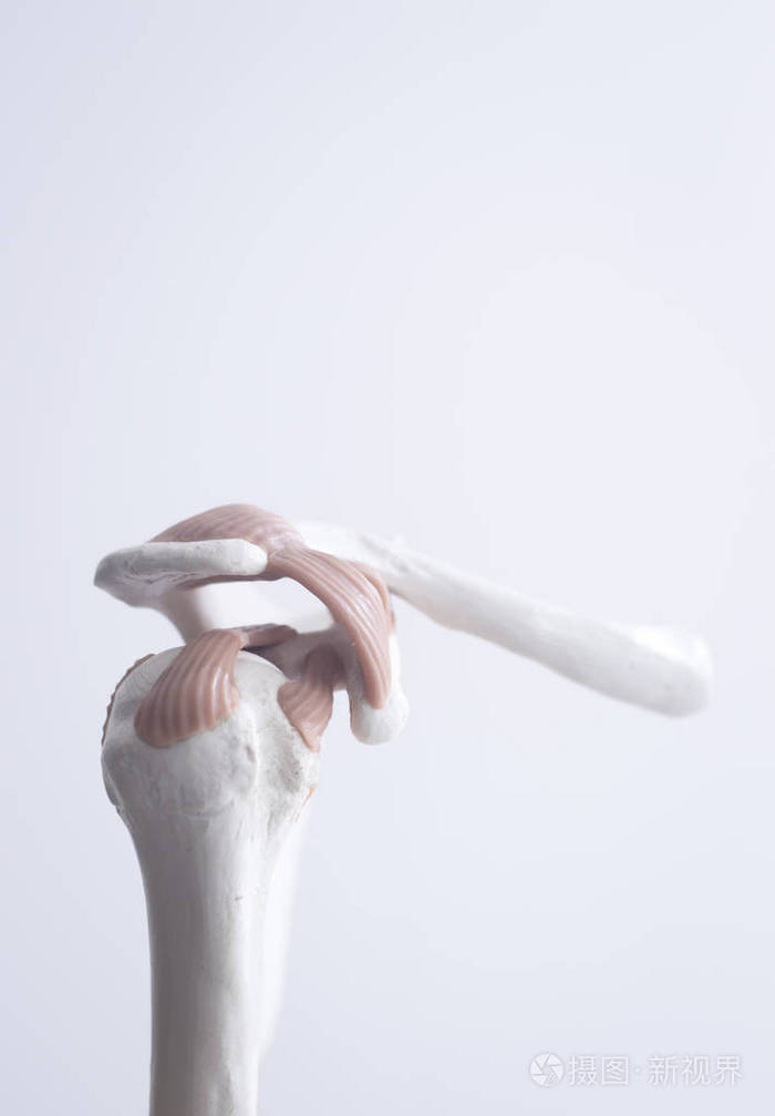 人类的肩关节模型