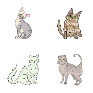 土耳其安哥拉 英国耳猫和其他物种。猫的品种在卡通风格矢量符号股票图 web 设置集合图标