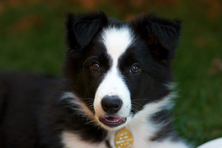 边境牧羊犬小狗