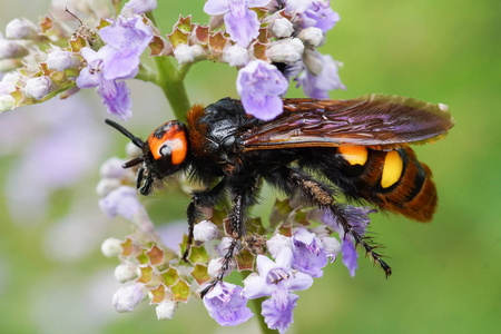 有斑点桑波利亚图片