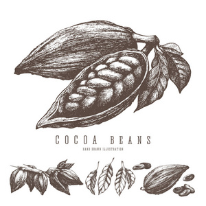 可可豆复古插画。矢量手绘草图设计的元素。巧克力和糖果的成分