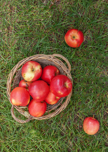 多汁的红苹果在篮子里散落在绿色的草地，顶级 v
