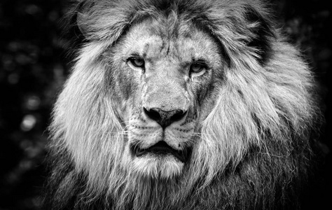 高对比度黑白相间的雄性非洲狮脸