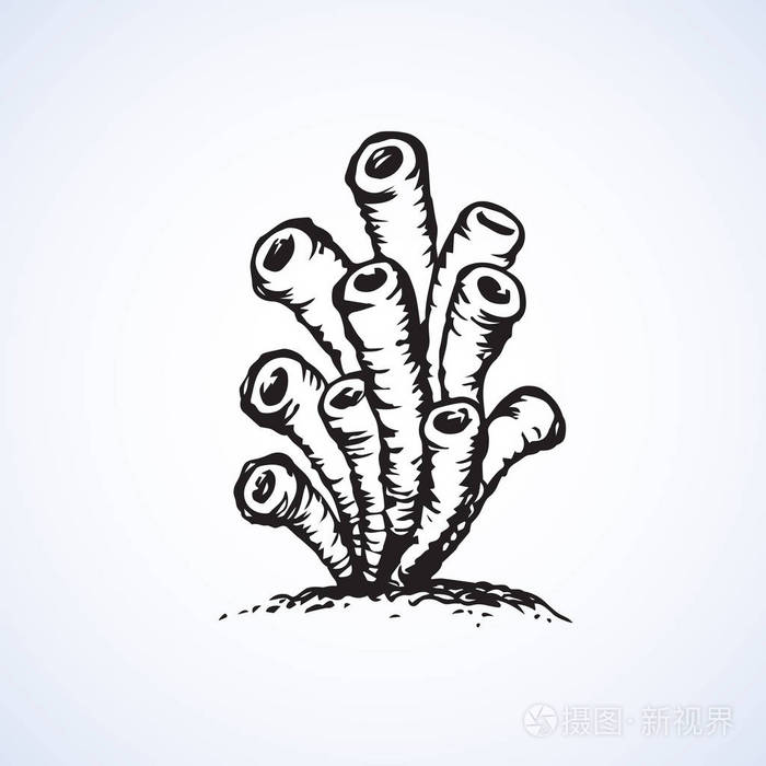 海葵.矢量速写插画-正版商用图片01rjiq-摄图新视界