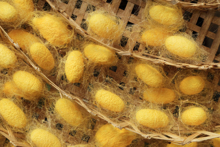 金虫茧在篮子里的脱粒蚕丝纤维图片