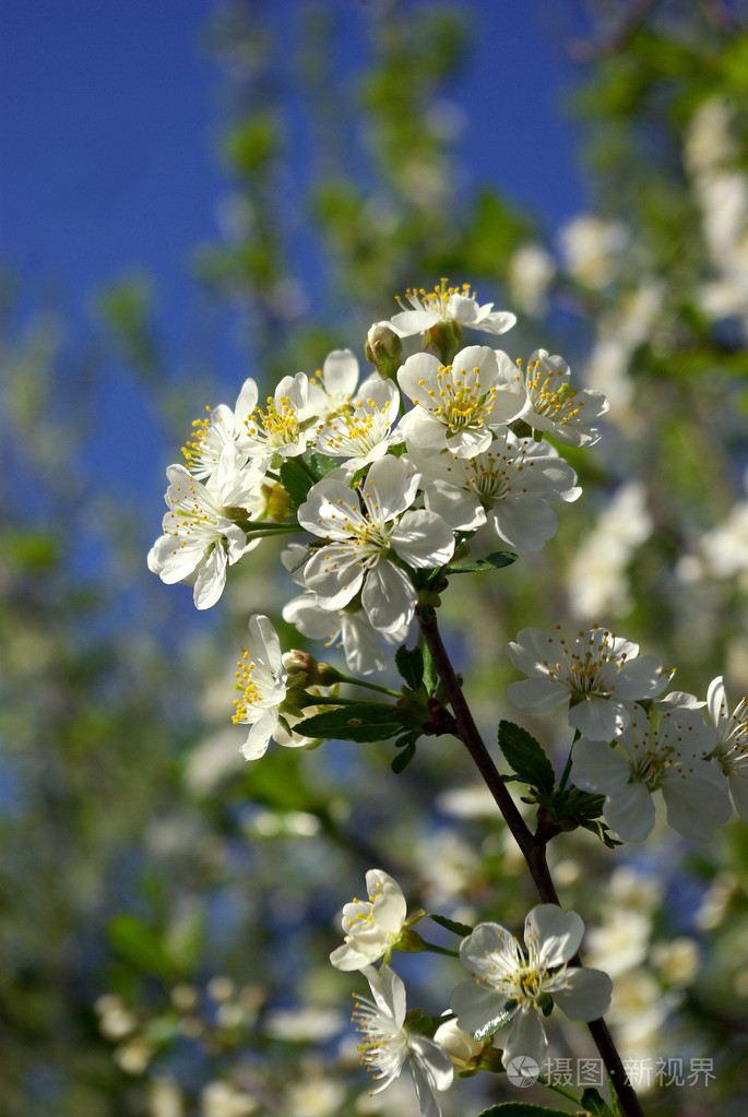樱桃的开花枝