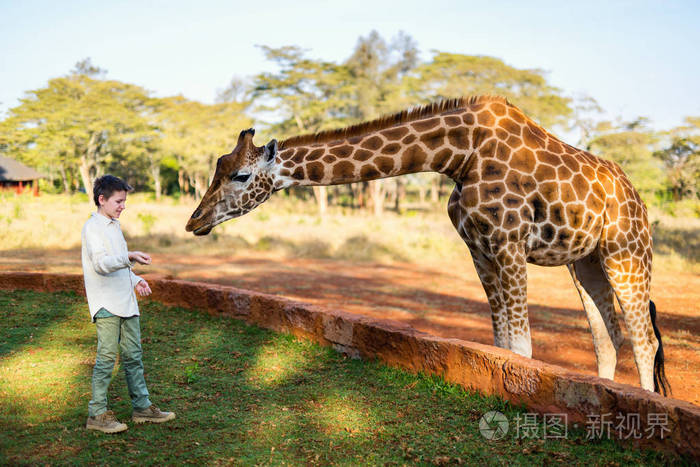 非洲喂养长颈鹿的孩子