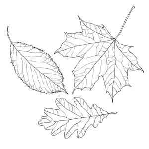 秋天的落叶-线条艺术照片