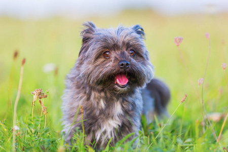 犬种去年成为混合的肖像