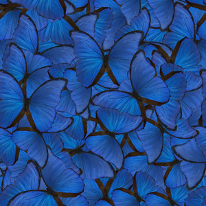 来自蓝色蝶的无缝背景