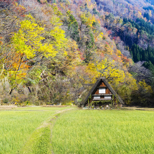 秋天的白川乡和五崮山 J 历史村庄