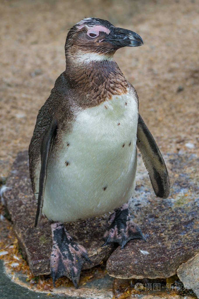 肖像的有趣非洲企鹅在关闭