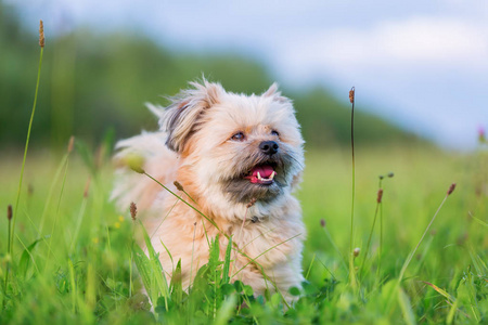 犬种去年成为混合的肖像