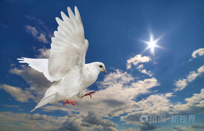 白色的鸽子在蓝蓝的天空云