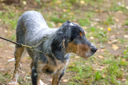 澳大利亚牧羊犬