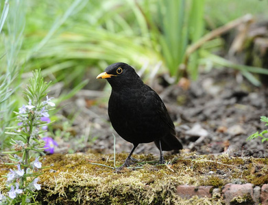 男性常见黑鹂照片
