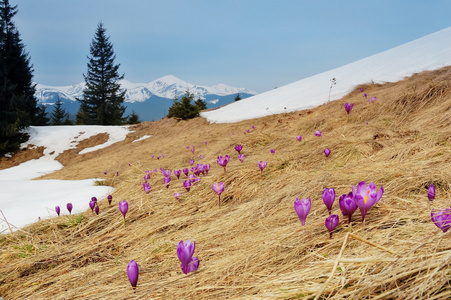 春天的风景。 山上的花和雪