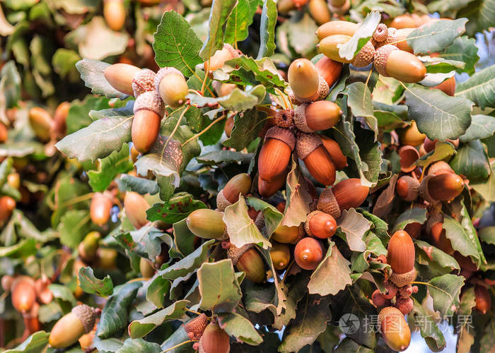 树上成熟的橡子