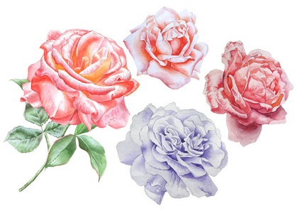 设置与鲜花。玫瑰。牡丹。水彩插图